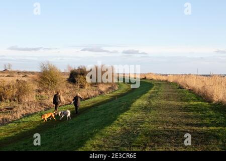 Persone che camminano nella campagna del Regno Unito. Escursionisti con i loro cani a Burwell Fen, a piedi in gennaio sole in inverno, Burwell, Cambridgeshire East Anglia UK Foto Stock