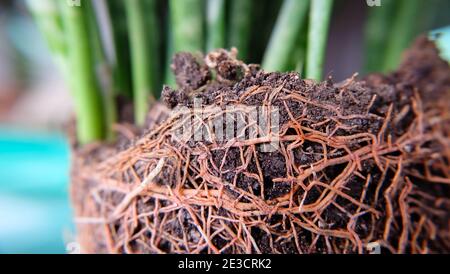 Closeup delle radici della pianta del serpente che cresce su suolo scuro, con le foglie verdi della pianta del serpente nello sfondo offuscato. Foto Stock