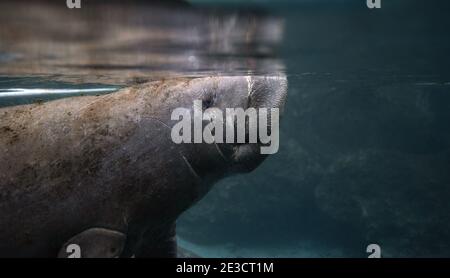 Un Manatee Underwater in Florida Foto Stock