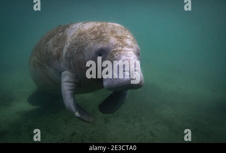 Un Manatee Underwater in Florida Foto Stock