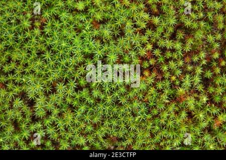 Comune Polytrichum, noto anche come muschio comune per capelli. Sfondo texture muschio verde, vista dall'alto. Foto Stock