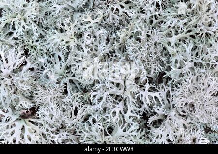 Evernia prunastri o oakmoss. Può essere usata la texture dei licheni come sfondo, fuoco selettivo. Foto Stock