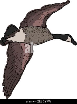 Canada Oca in Flight stock illustrazione Illustrazione Vettoriale