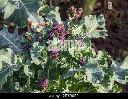 Pianta di Broccoli germogliata in porpora precoce al sole. Foto Stock