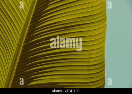 primo piano della struttura di una foglia di pianta di banana contro il cielo blu Foto Stock