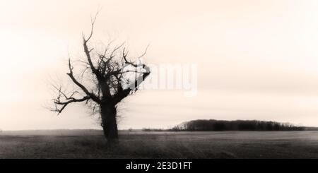 Una lunga noce nera morta in una giornata fortemente sovrastante si trova da sola in un campo stancato. Bianco e nero con alcuni toni di seppia. Foto Stock