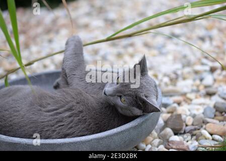 Gatto grigio russo che riposa nella ciotola del giardino Foto Stock