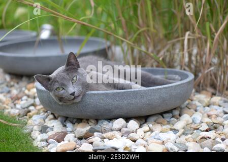 Gatto grigio russo che riposa nella ciotola del giardino Foto Stock