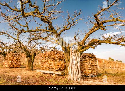 Pile su legno e vecchio albero di frutta sull'Hermitage collina a Train-l'Hermitage Foto Stock