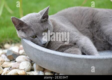 Gatto grigio russo che riposa nella ciotola del giardino Foto Stock