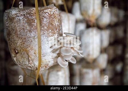 Funghi di ostriche commestibili coltivati bianchi (Pleurotus sp.) in sacchetto presso la fattoria di funghi vicino Halong Bay / ha Long Bay, Ninh Binh, Vietnam Foto Stock