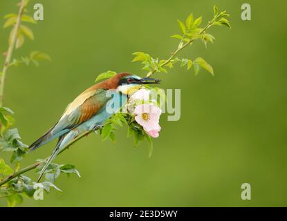 Primo piano di un Bee-eater arroccato in estate, Bulgaria. Foto Stock