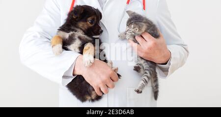 Gatto e cane nelle mani del medico di Vet. Il veterinario medico tiene gattino e cucciolo in mani in camice bianco con stetoscopio. Animali domestici in clinica di veterinario. Medicina Foto Stock