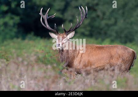 Primo piano di un cervo rosso che si trova in un campo durante la stagione della caccia in autunno, Regno Unito. Foto Stock