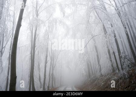 Inverno nella foresta, Slovacchia Foto Stock