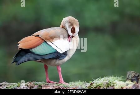 Primo piano di un'oca egiziana contro sfondo verde, Regno Unito. Foto Stock