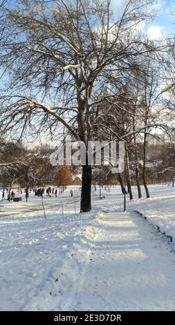 Alberi e persone nel parco della città in inverno tempo gelido Foto Stock