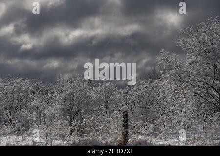 Neve fresca e soffice bianca su alberi e pali di recinzione contro un cielo turbolento. Nuvole grigie sopra un mix di alberi e pennelli in una delicata luce del sole del mattino Foto Stock