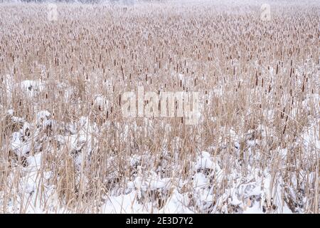 Code di gatto per quanto l'occhio può vedere, coperto di ghiaccio rime (gelo di rombo) in Minnesota inverno Foto Stock