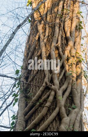 Le radici di Ivy che si arrampicano verso l'alto su un tronco di albero Foto Stock