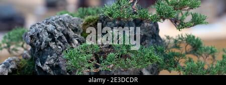 Primo piano di un vecchio albero bonsai. Silhouette di rami di ginepro su sfondo chiaro, formato banner, messa a fuoco selettiva Foto Stock