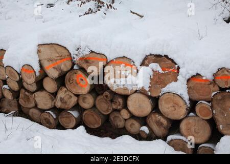 L'aria fredda dalla Siberia copre la Polonia in neve pesante e. vede Foto Stock