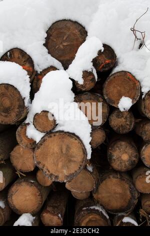 L'aria fredda dalla Siberia copre la Polonia in neve pesante e. vede Foto Stock