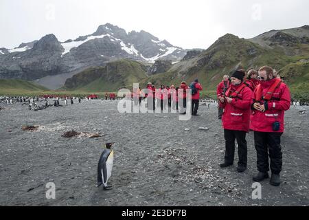 I turisti sulla spiaggia di Gold Harbor South Georgia Island con King Penguins Foto Stock