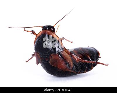 Legno argentino roach aka Blaptica dubia, isolato su sfondo bianco. Foto Stock