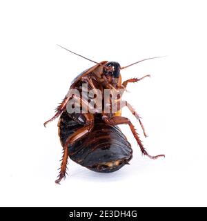 Legno argentino roach aka Blaptica dubia, isolato su sfondo bianco. Foto Stock