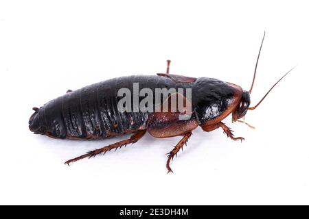 Legno argentino roach aka Blaptica dubia, isolato su sfondo bianco. Foto Stock