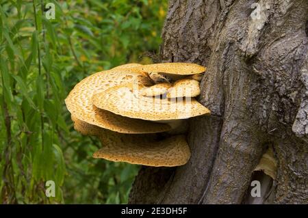 Cerioporus squamosus aka Polyporus squamosus fungo cresce su tronco di albero in foresta. Spessetti di erba verde alta sullo sfondo. Foto Stock
