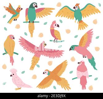Pappagalli tropicali. Giungla uccelli colorati, carino cockatoo, jaco e budgerigar. Estate tropicale pappagalli vettore illustrazione insieme Illustrazione Vettoriale