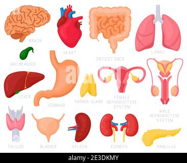 Organi interni umani. Cartoon organi umani, cuore, fegato, stomaco, polmoni, utero, cervello e sistema riproduttivo. Illustrazione vettoriale degli organi interni Illustrazione Vettoriale