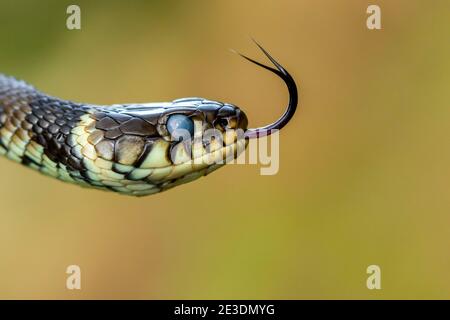 Zaskroniec/serpente di erba (Natrix natrix) Foto Stock