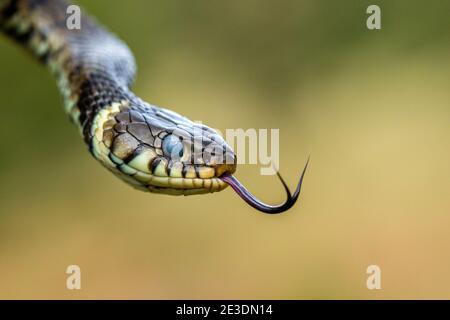 Zaskroniec/serpente di erba (Natrix natrix) Foto Stock