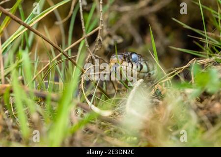 Zaskroniec/serpente di erba (Natrix natrix) Foto Stock