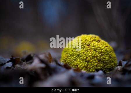 Hedge Apple Foto Stock