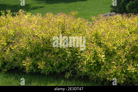 Primo piano siepe verde di Spiraea japonica che è appena sparato i suoi fiori in giardino. Foto Stock