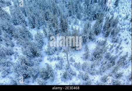 Vista panoramica aerea sulla foresta di pini innevati durante le nevicate, bianco inverno Paesaggio nel Nord della Svezia, Umea Foto Stock