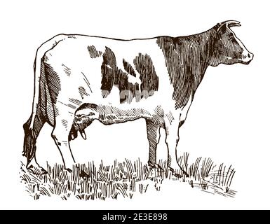 Mucca in vista laterale, in piedi su un prato. Illustrazione dopo un disegno antico del 20 ° secolo Illustrazione Vettoriale
