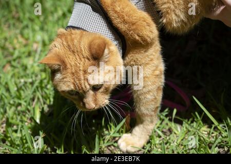 Giovane gatto giallo in un imbragatura che cammina sull'erba Foto Stock