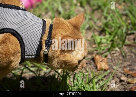 Giovane gatto giallo in un imbragatura che cammina sull'erba Foto Stock