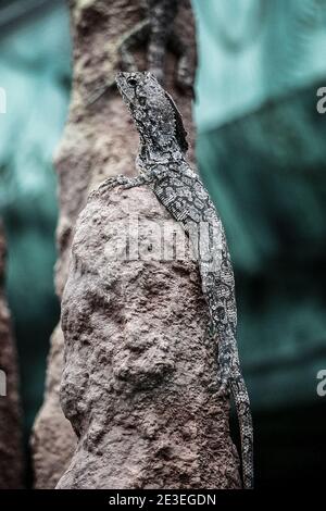 Lucertola Iguana che sale su una roccia Foto Stock