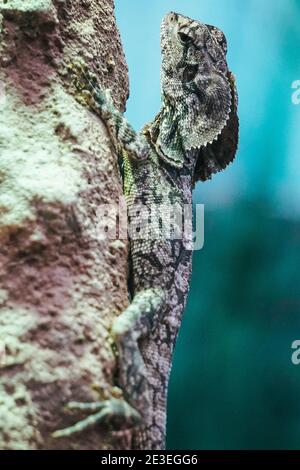 Lucertola Iguana che sale su una roccia Foto Stock