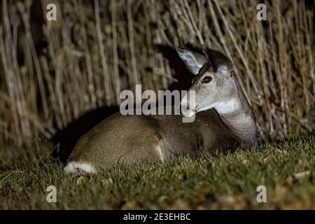 Mule Deer, Odocoileus hemionus, di notte a Page Springs Campground, Frenchglen, Oregon, Stati Uniti Foto Stock