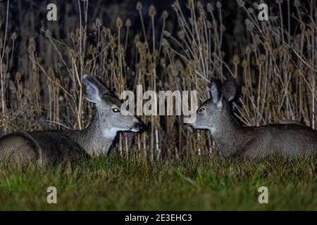 Mule Deer, Odocoileus hemionus, di notte a Page Springs Campground, Frenchglen, Oregon, Stati Uniti Foto Stock