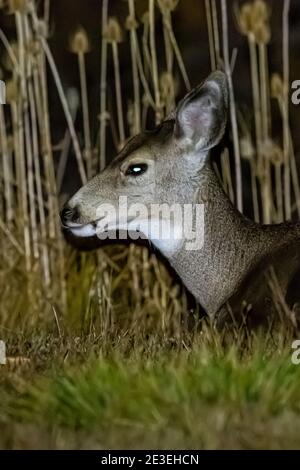 Mule Deer, Odocoileus hemionus, di notte a Page Springs Campground, Frenchglen, Oregon, Stati Uniti Foto Stock
