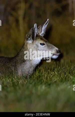 Mule Deer, Odocoileus hemionus, di notte a Page Springs Campground, Frenchglen, Oregon, Stati Uniti Foto Stock