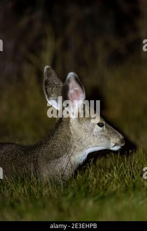Mule Deer, Odocoileus hemionus, di notte a Page Springs Campground, Frenchglen, Oregon, Stati Uniti Foto Stock